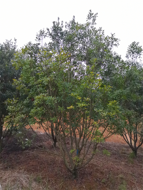 3米冠幅斷根楊梅